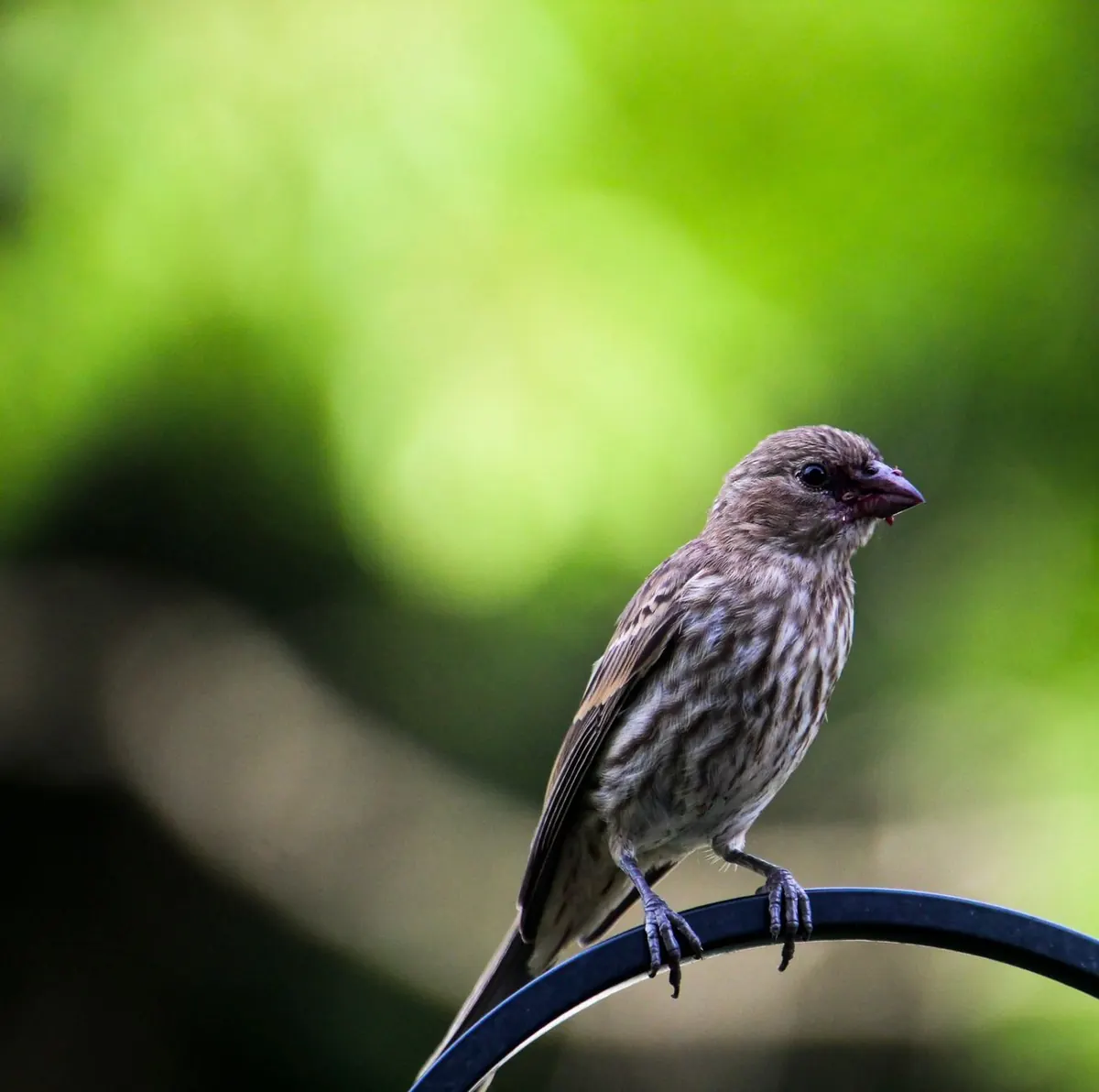 Finch Health Checklist: 10 Warning Signs You Should Never Ignore