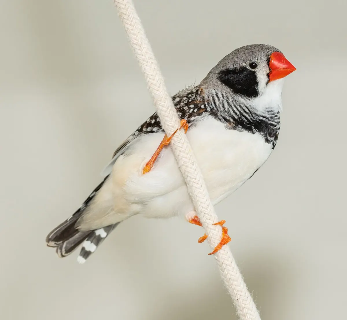 How to Set Up a Finch Cage for a Pair: A Step-by-Step Guide
